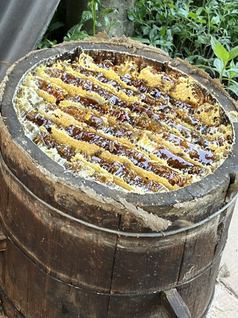 大巴山土蜂蜜