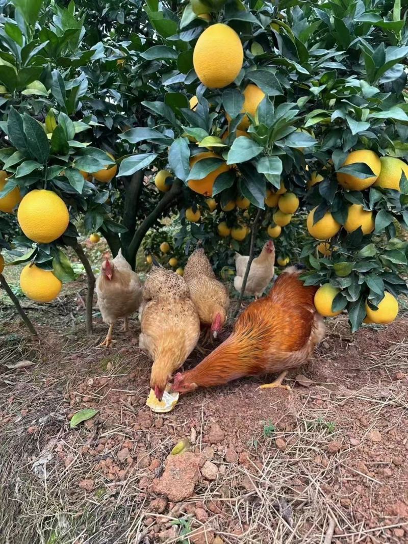 赣南脐橙