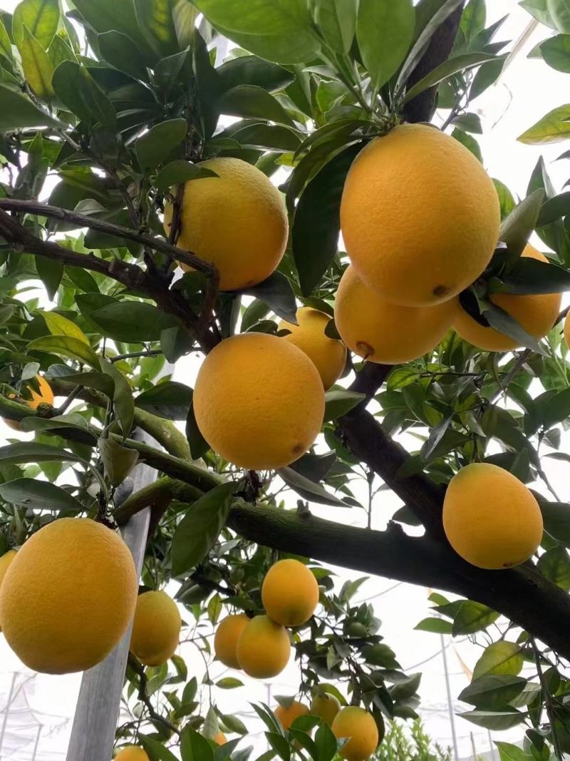 赣南脐橙