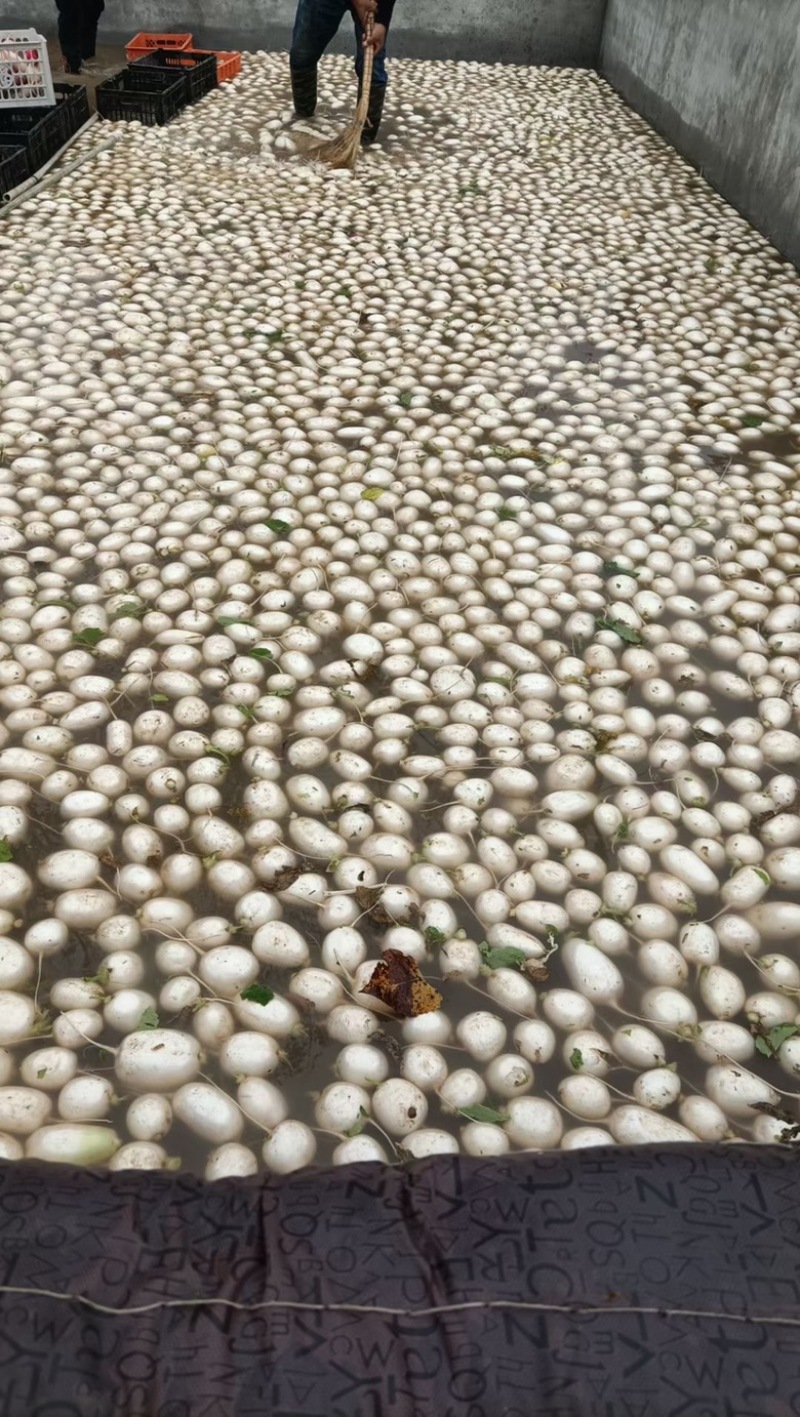 萝卜