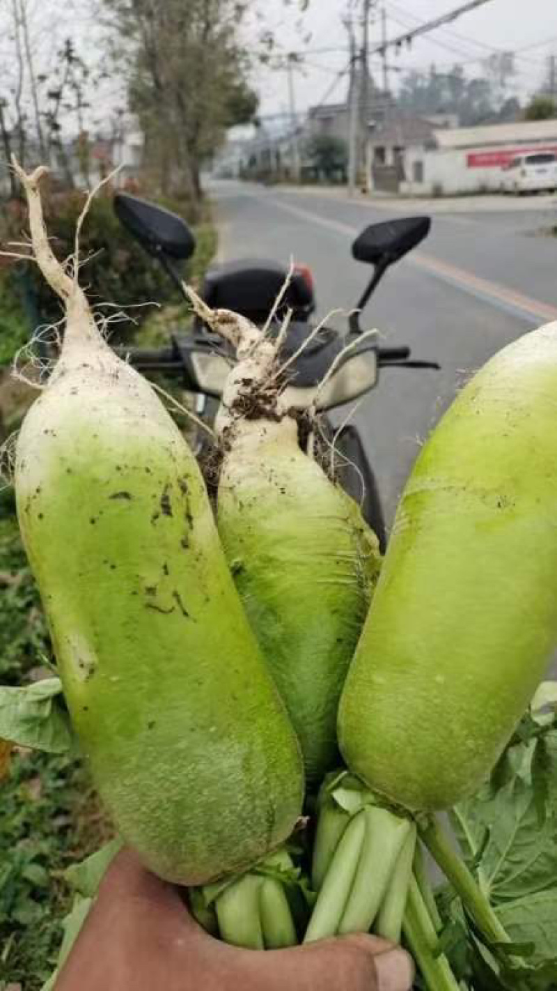 萝卜