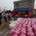 萝卜