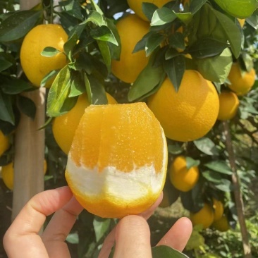 赣南脐橙
