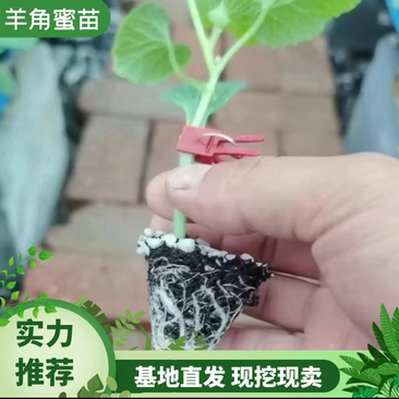 【牛】优选羊角蜜甜瓜苗，优选品种基地现挖现发，欢迎下单