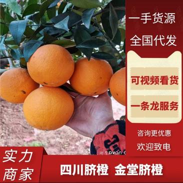 四川脐橙金堂脐橙一手货源产地直发对接电商批发商