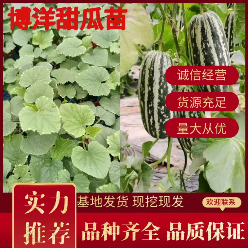 【实力供应】博洋甜瓜苗，直颗、嫁接苗，基地现发，品质经营