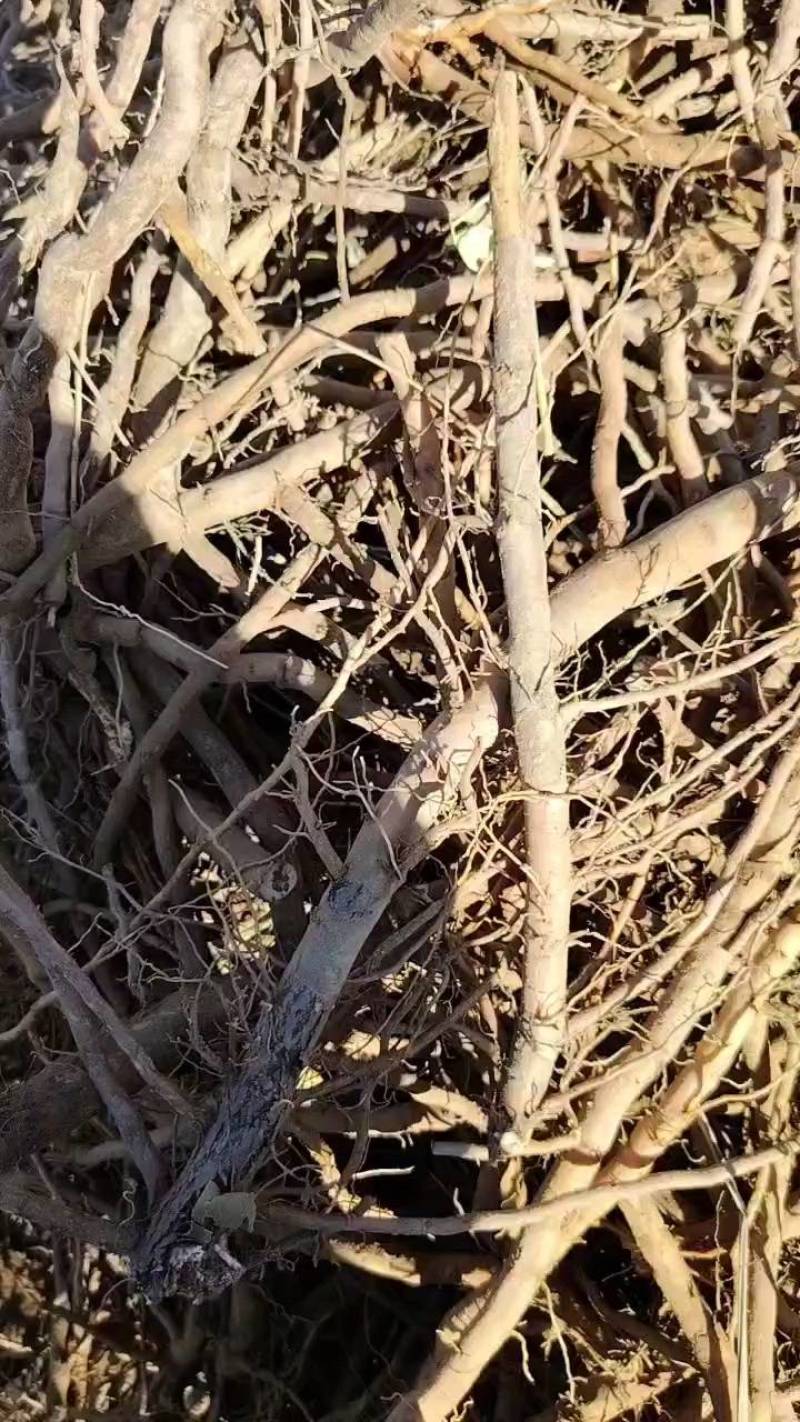 鲜观尝牡丹根条子货不带老杆子母头，需甄的客户联系我。
