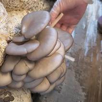 山东蘑菇