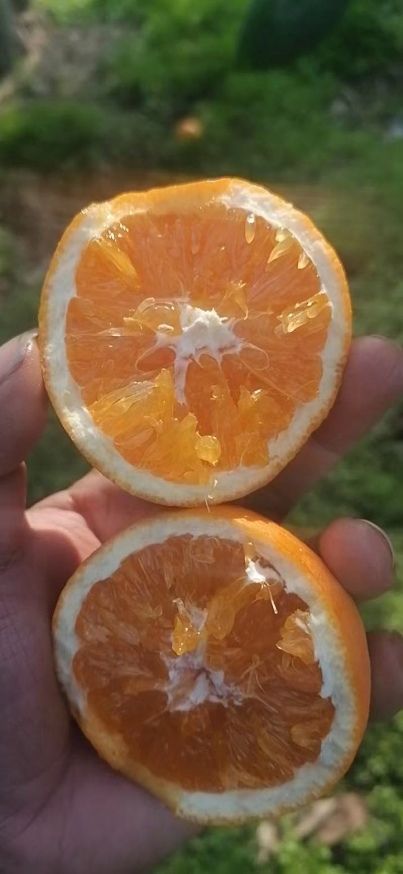 【九月红脐橙】湖北精品脐橙，产地直发，品质保证，可视频看