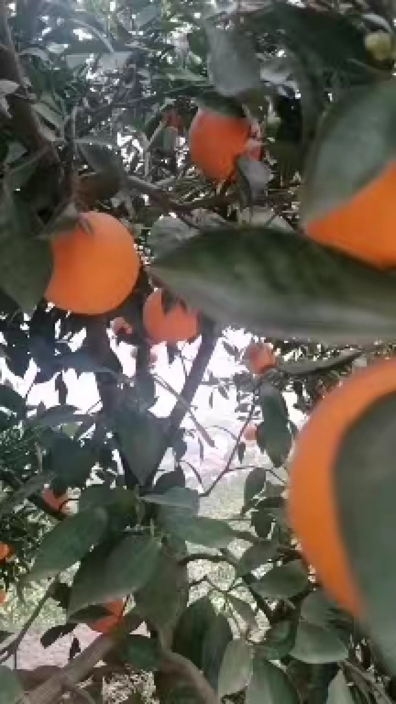 【九月红脐橙】湖北精品脐橙，产地直发，品质保证，可视频看
