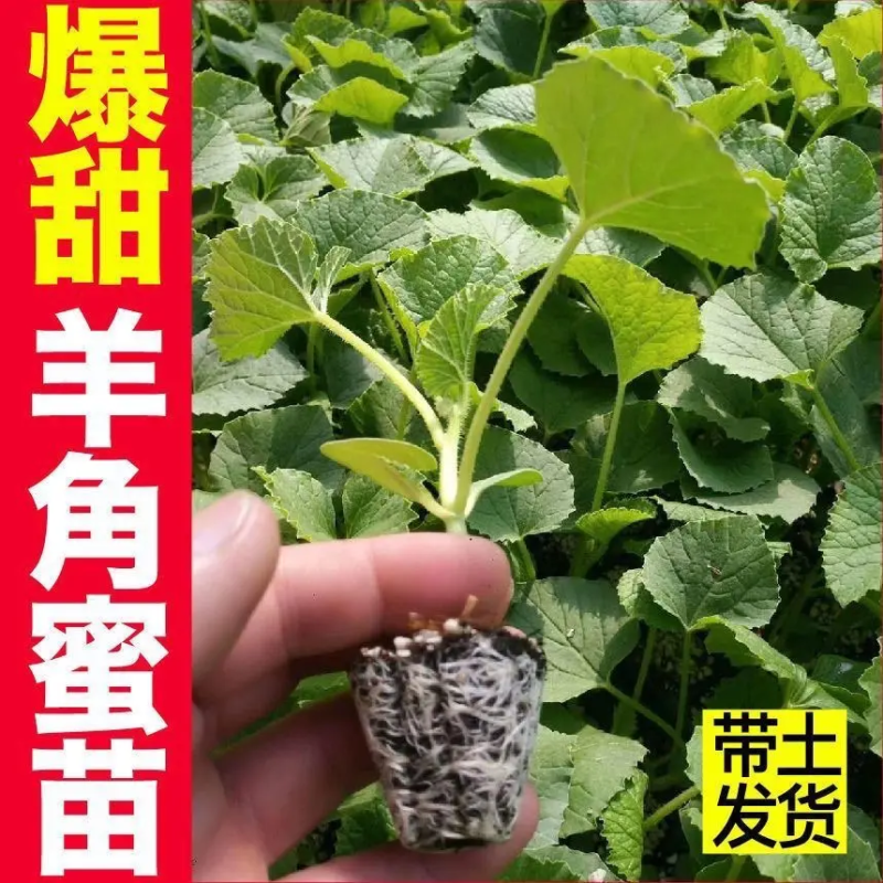 【优选】羊角蜜甜瓜苗，直颗苗，嫁接苗，基地现挖，欢迎咨询