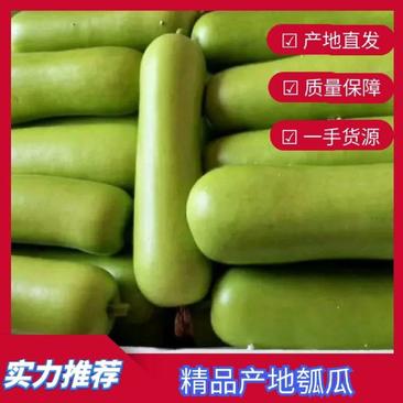 精品蒲瓜瓠瓜瓠子大量上市品质保证一手货源欢迎联系