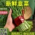 徐闻大叶韭菜品质保证专业对接市场，工厂产地现割现发