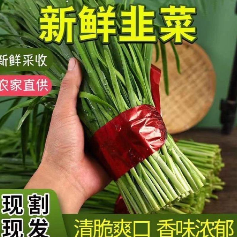 徐闻大叶韭菜品质保证专业对接市场，工厂产地现割现发