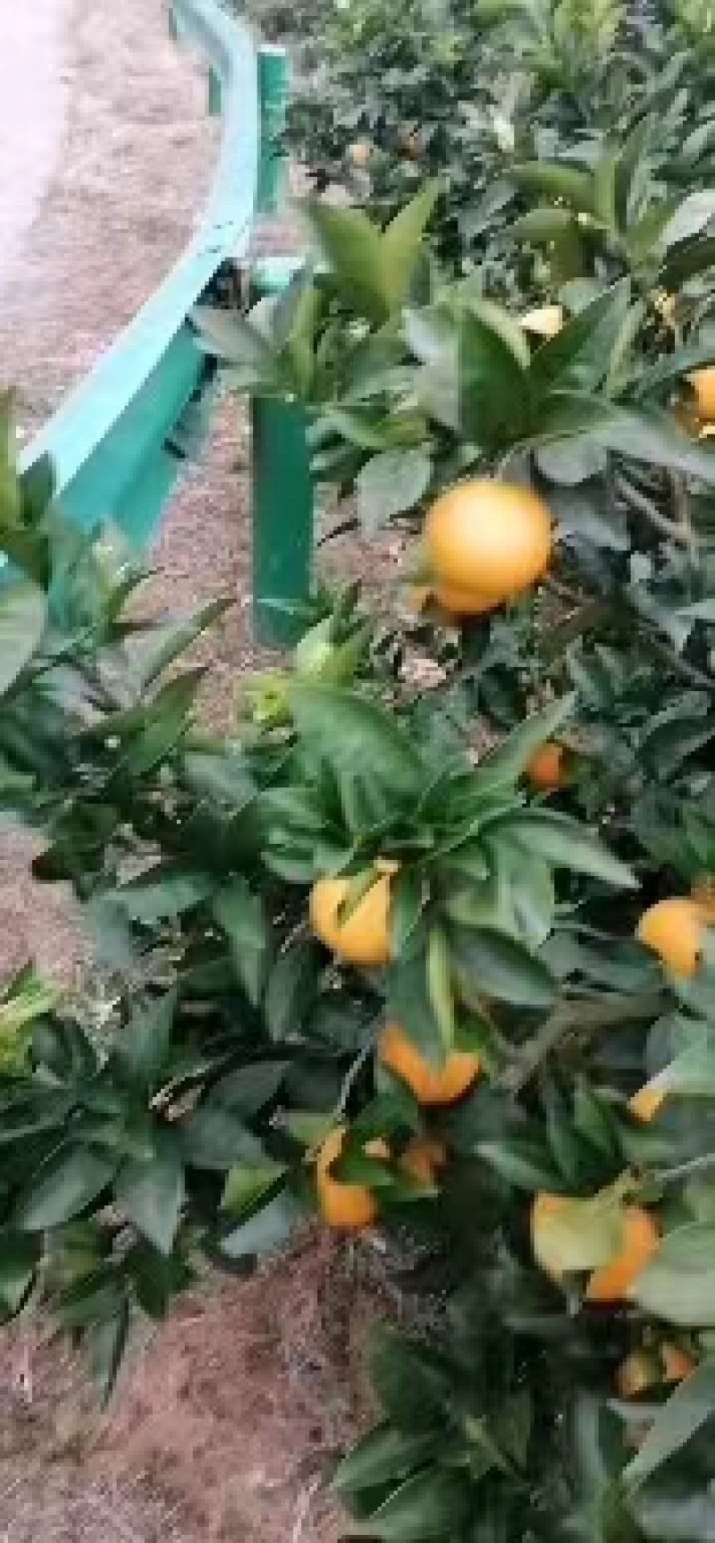 【长虹脐橙】湖北橙子大量上市，价格便宜，诚信经营，保质保