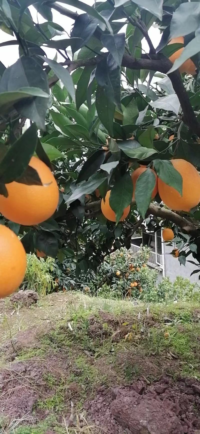 【长虹脐橙】湖北橙子大量上市，价格便宜，诚信经营，保质保