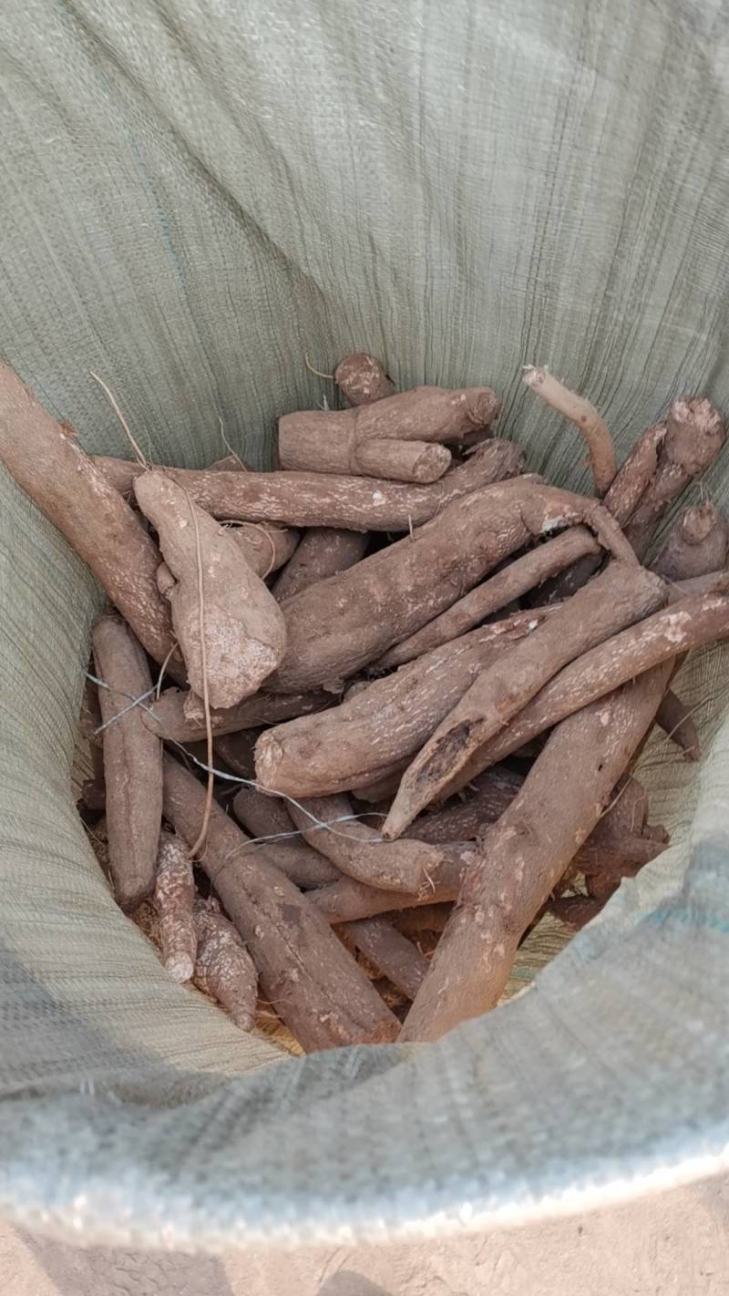 野生栝楼根，天花粉大量供应基地直供质量保证欢迎订购