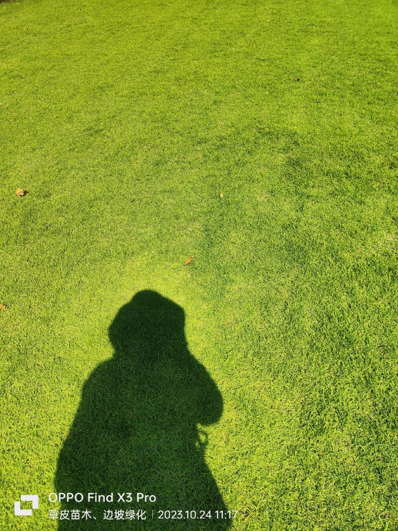 【热卖中】兰引三号草卷草块马尼拉草坪草可视频看货基地直发