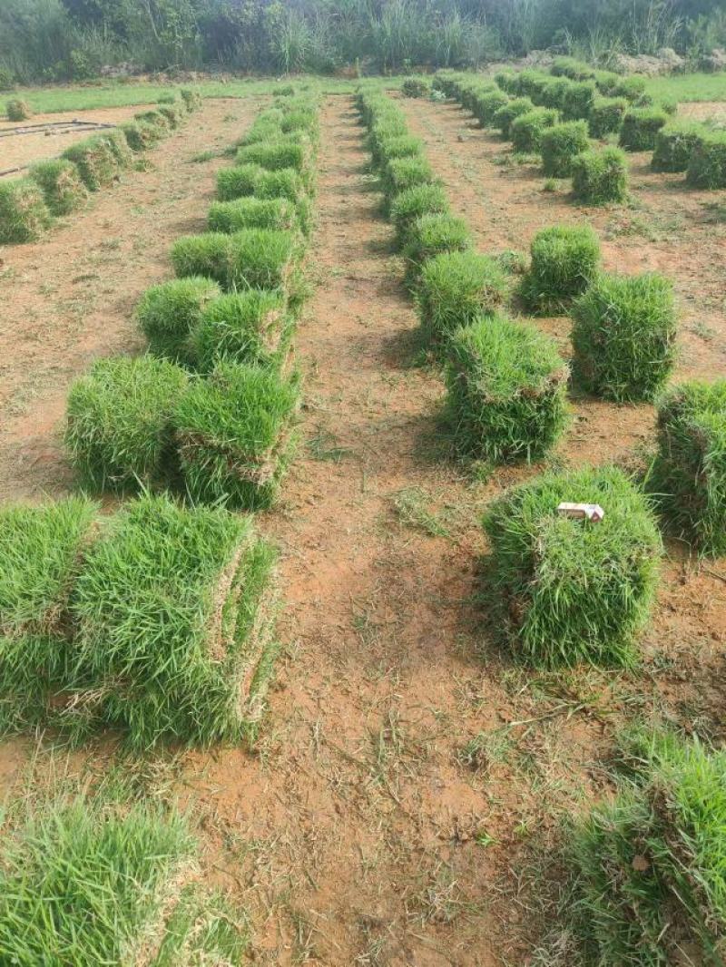 【热卖中】兰引三号草卷草块马尼拉草坪草可视频看货基地直发
