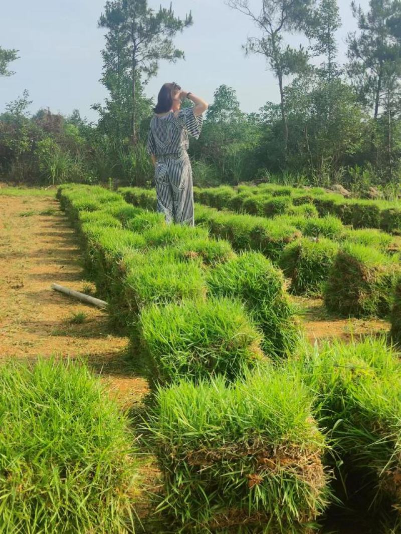 【热卖中】兰引三号草卷草块马尼拉草坪草可视频看货基地直发