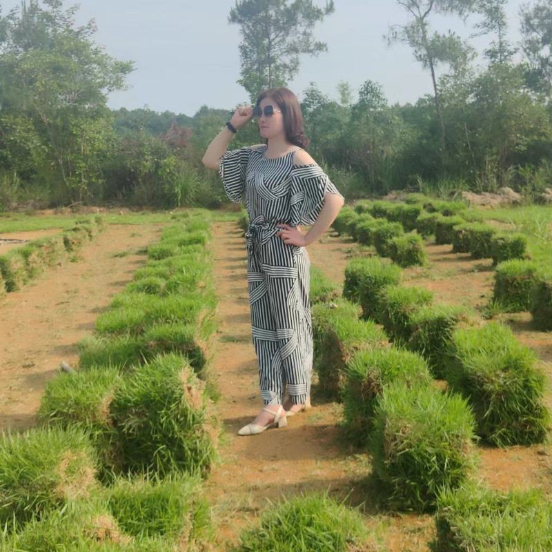 【热卖中】兰引三号草卷草块马尼拉草坪草可视频看货基地直发