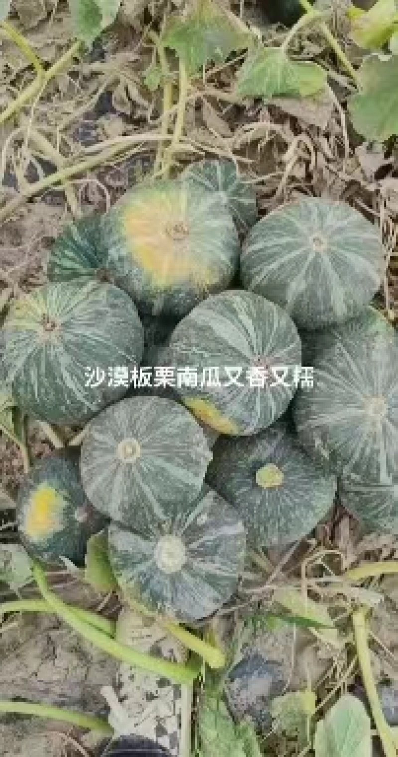 板栗南瓜甘肃民勤沙漠板栗南瓜一手货源产地直发欢迎电联