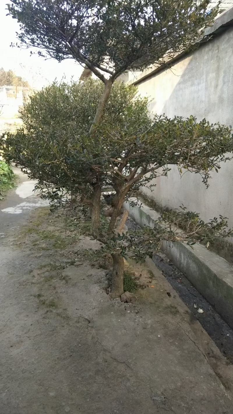 精品瓜子黄杨