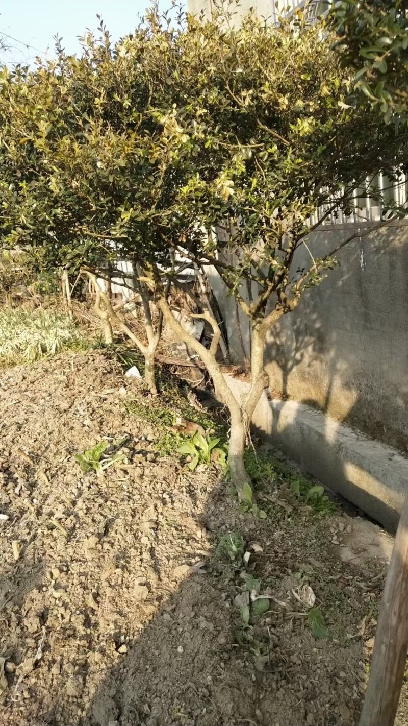 精品瓜子黄杨