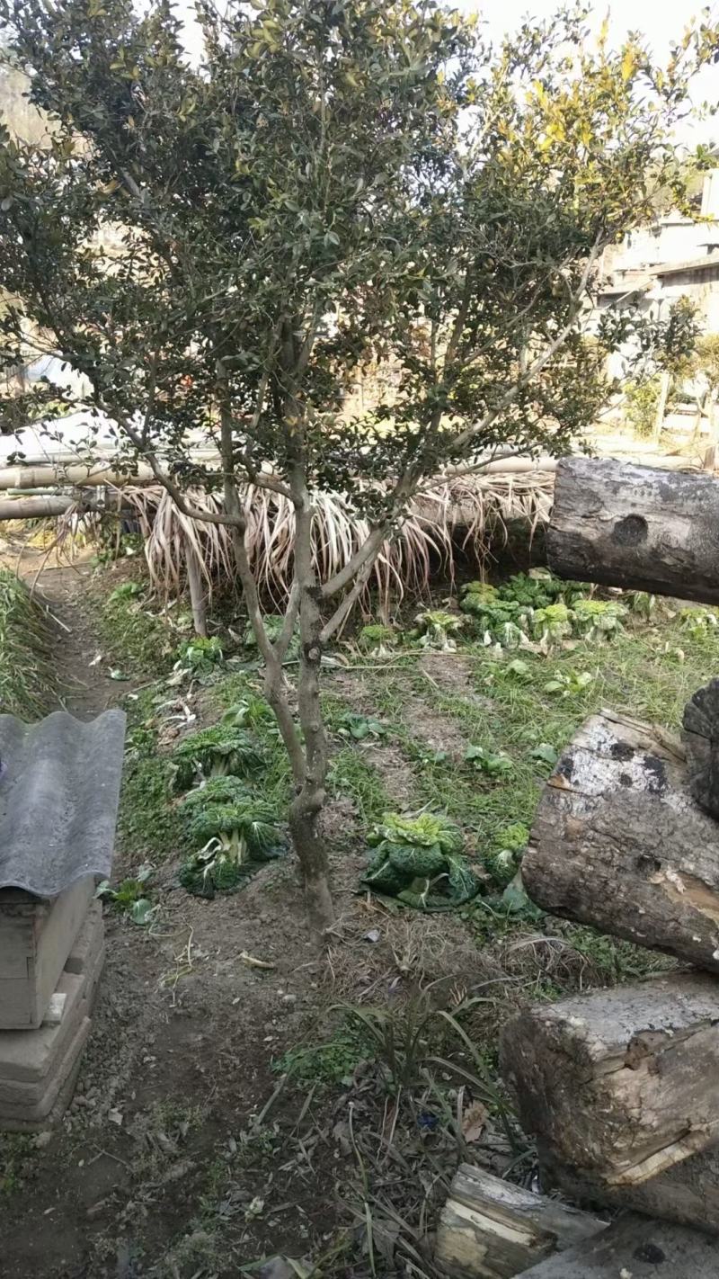 精品瓜子黄杨