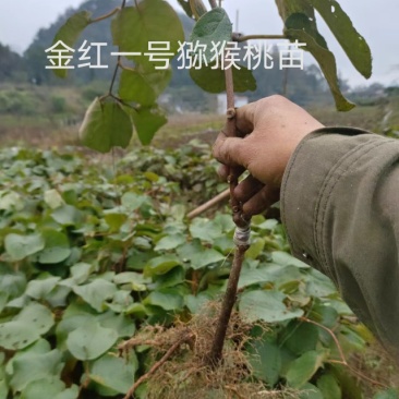 红心水扬桃嫁接的东红4元包邮红阳五元包邮。