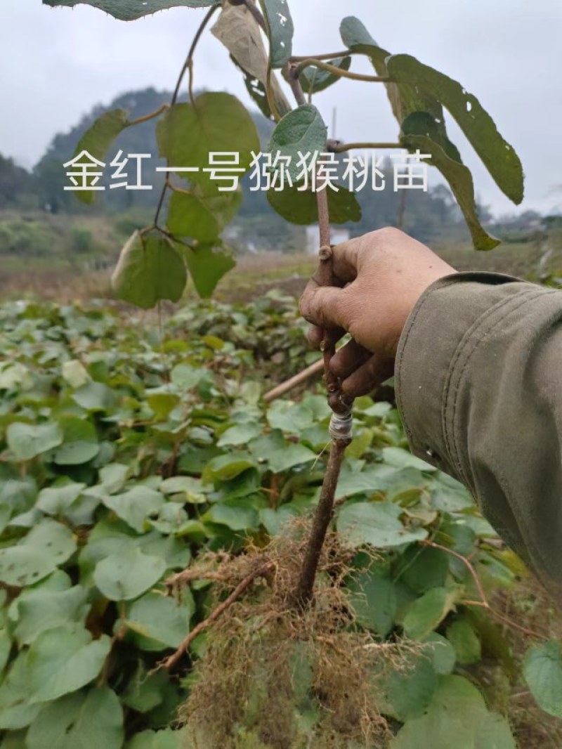 红心水扬桃嫁接的东红4元包邮红阳五元包邮。