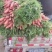 大量批发小鼎红萝卜现场挖货，当天装车，品种纯正，质量保证