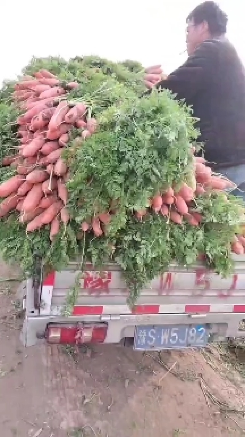 大量批发小鼎红萝卜现场挖货，当天装车，品种纯正，质量保证