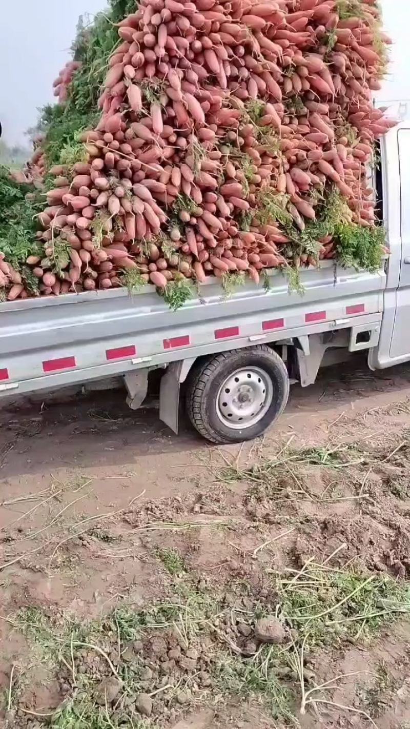 大量批发小鼎红萝卜现场挖货，当天装车，品种纯正，质量保证