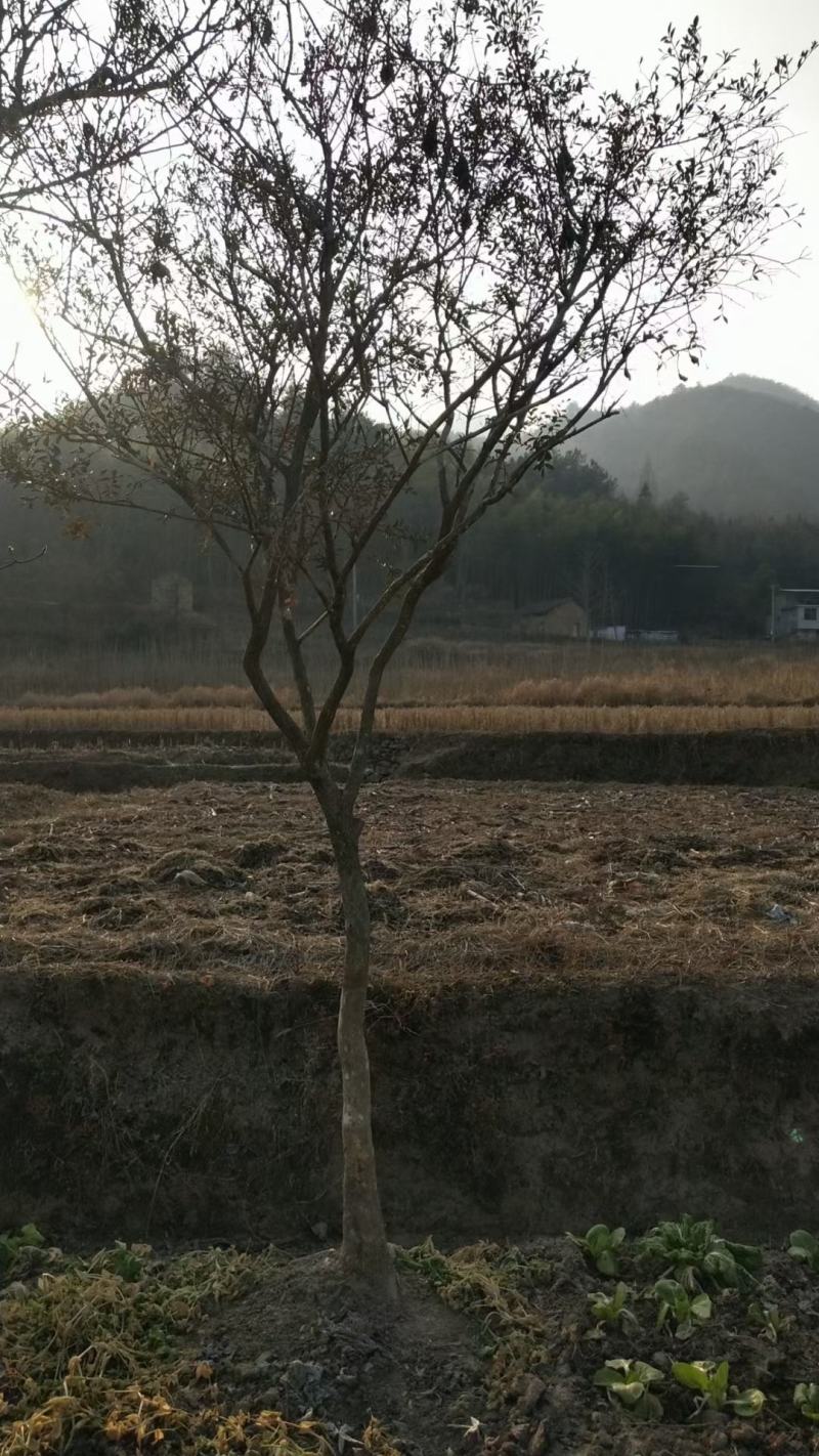 高杆瓜子黄杨，地径8一15公分货源！