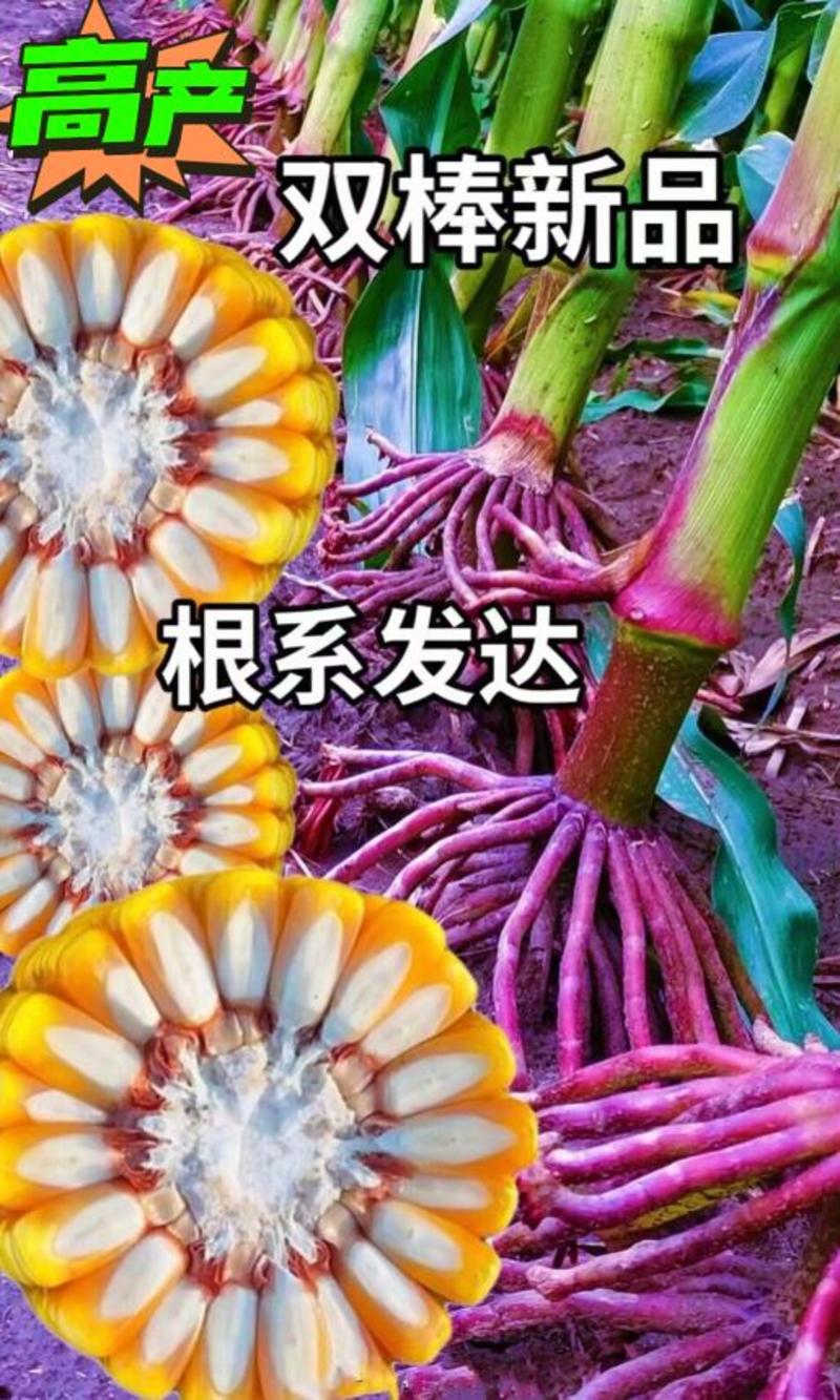 正品优质玉米种子大棒紫杆紫叶抗病抗虫抗旱涝抗倒伏苞米种子