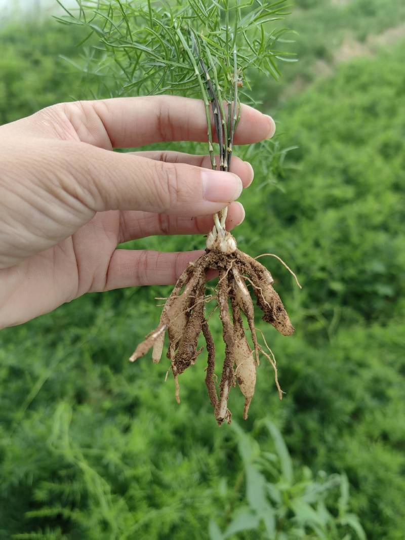 【白芨种苗】楚雄市白芨种苗百亩产地种植一手货源电联