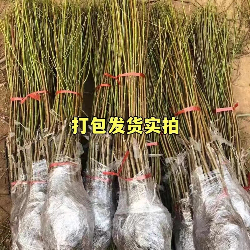 桃树苗新品种奶油白蟠桃网红蟠桃树苗嫁接苗果园直发死苗补发