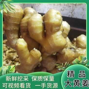 （生姜）大黄姜大量销售，块头大，价格便宜欢迎来电咨询