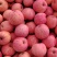好吃的吉县红富士苹果需要的客商老板联系