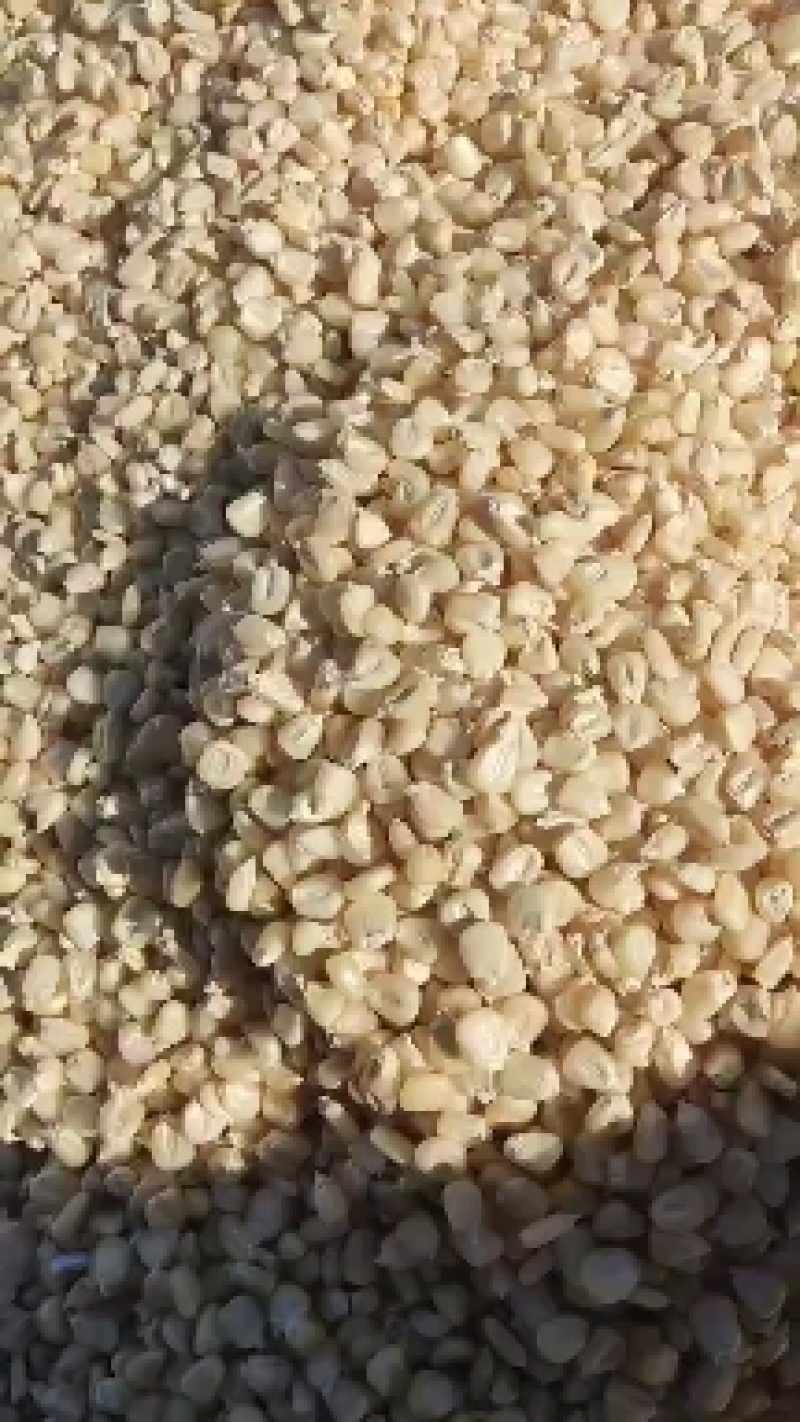 精品万糯2000糯玉米干粒，粒粒饱满精品货