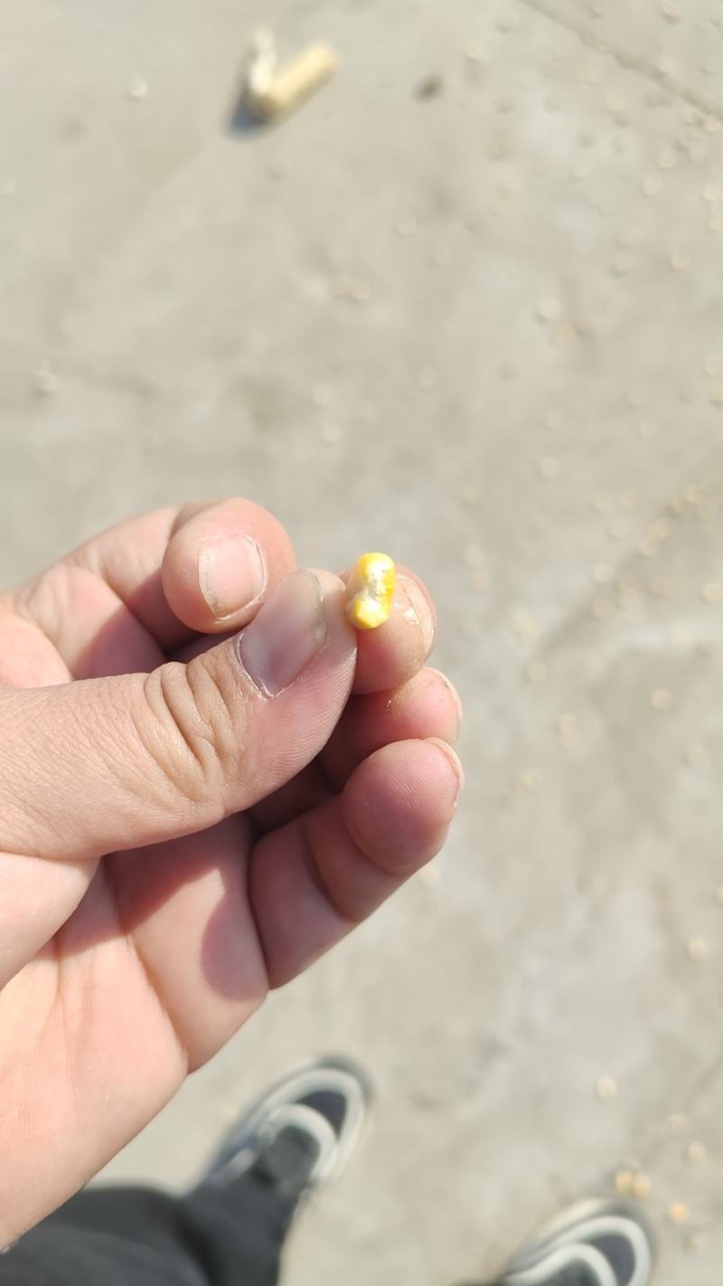 精品万糯2000糯玉米干粒，粒粒饱满精品货