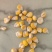 黄糯玉米干粒，精品货粒粒饱满