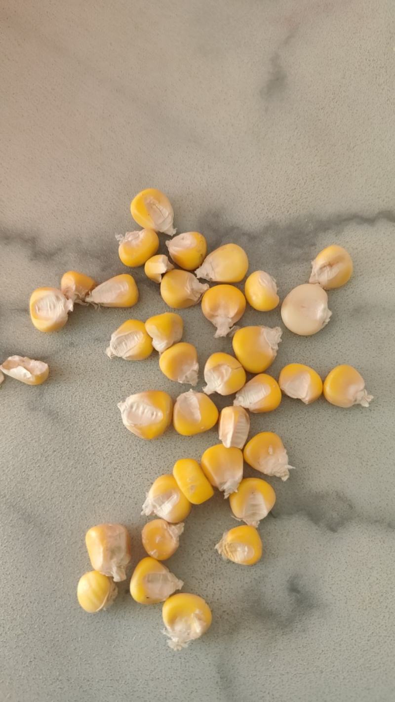 黄糯玉米干粒，精品货粒粒饱满
