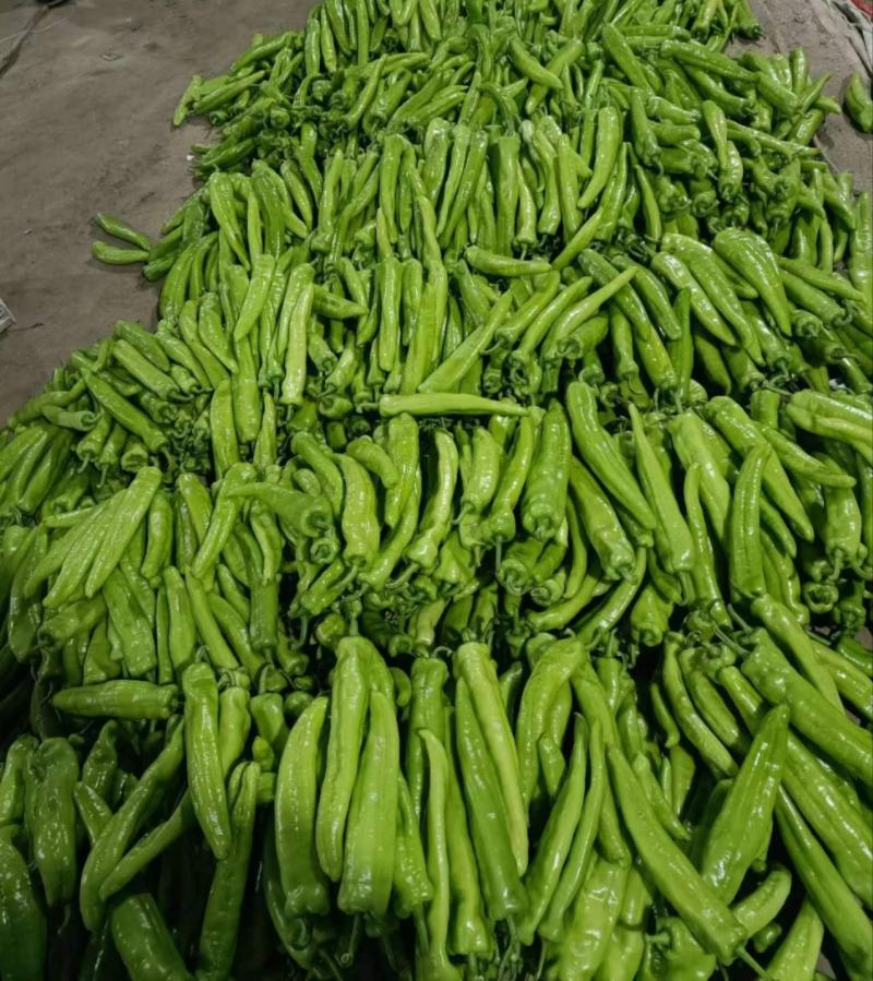 山东主产地黄皮尖椒，辣椒大量供应电商市场多种蔬菜代发全国