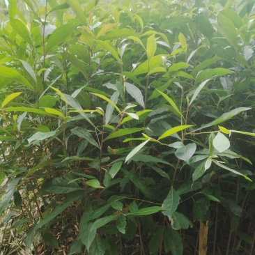 山杜英直发产地，价格实惠