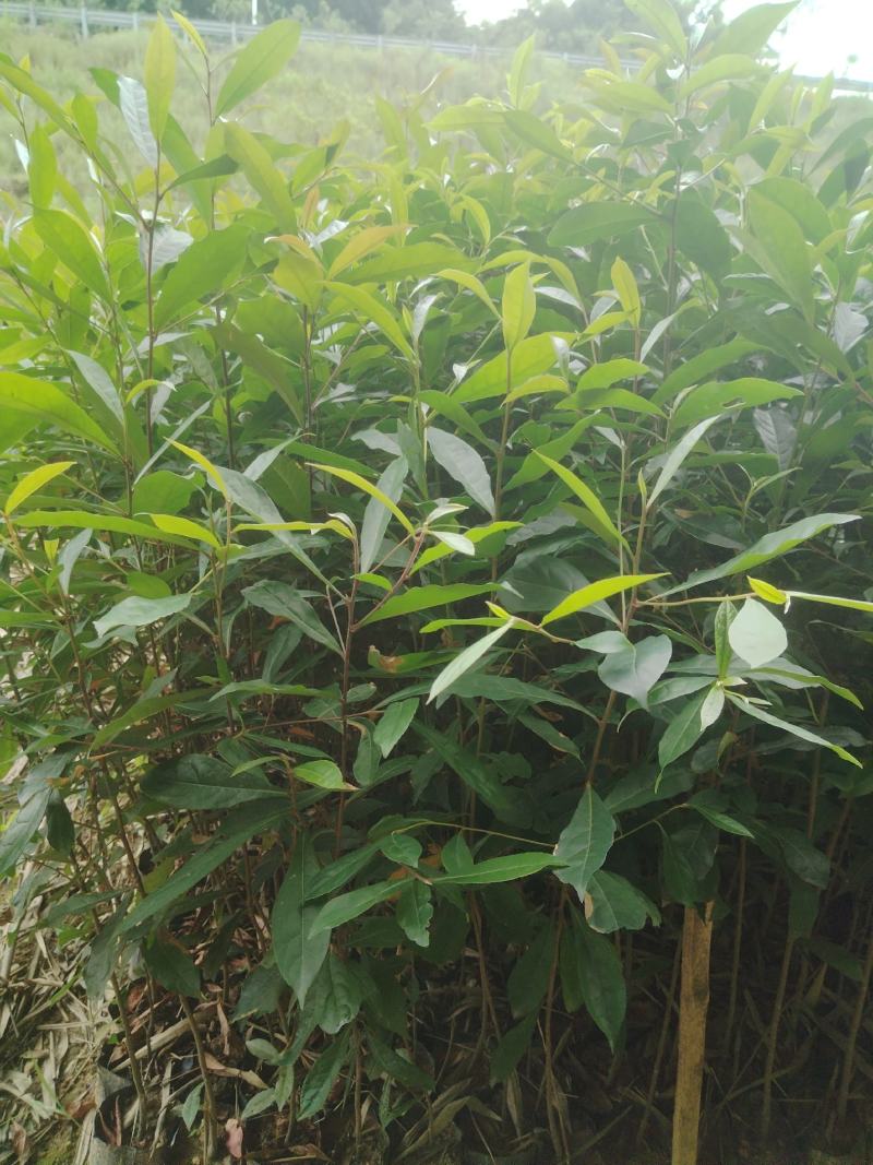 山杜英直发产地，价格实惠