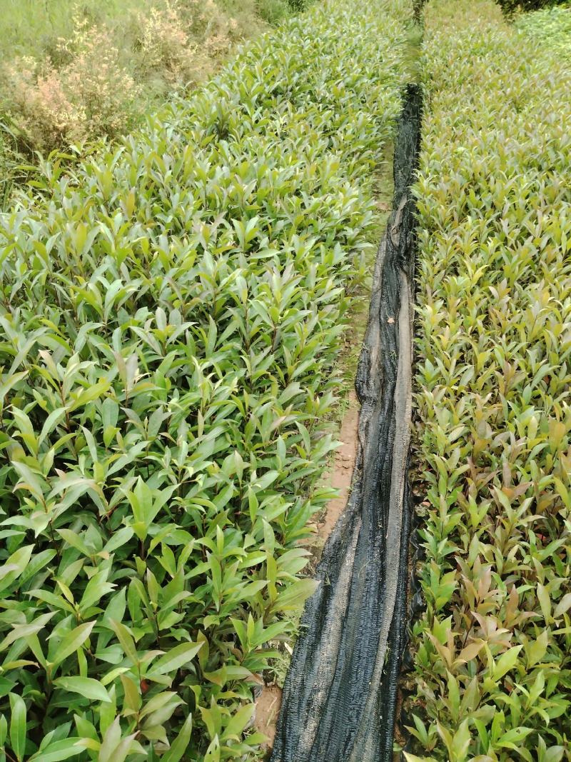 山杜英直发产地，价格实惠