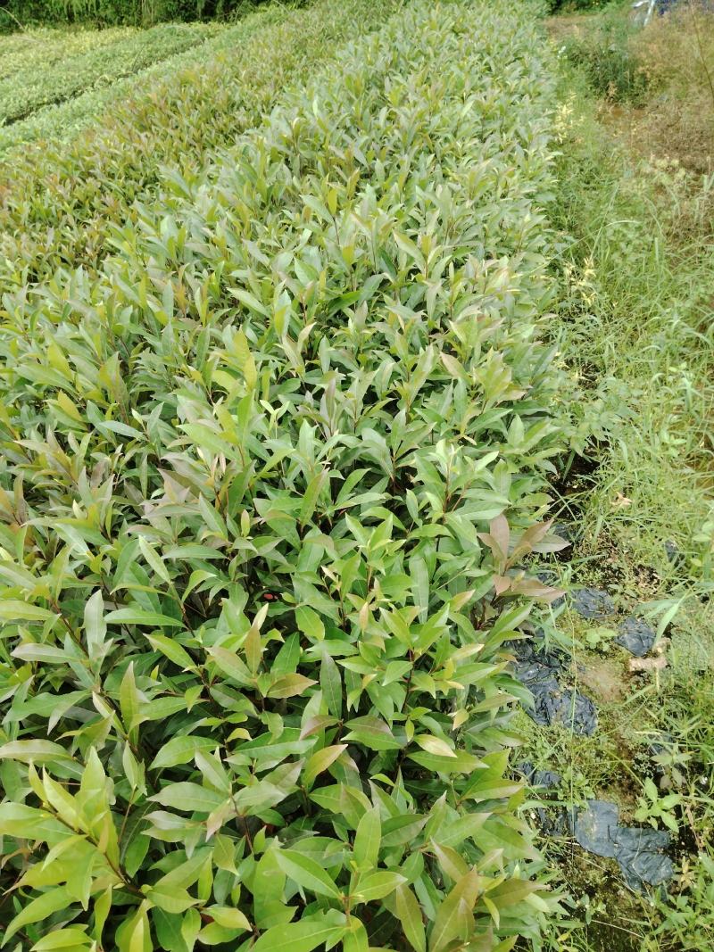 山杜英直发产地，价格实惠