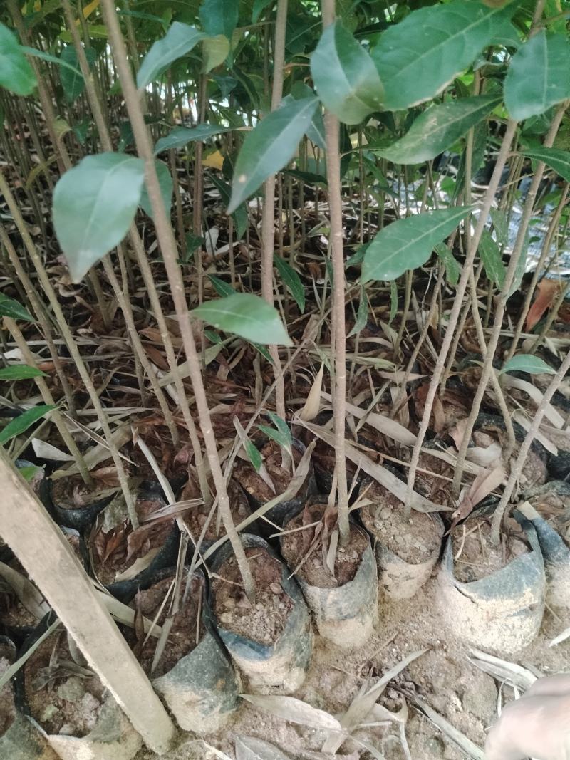 山杜英直发产地，价格实惠